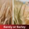 Barely or Barley
