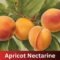 Apricot Nectarine